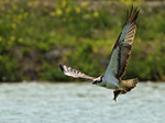Foto di Falco pescatore
