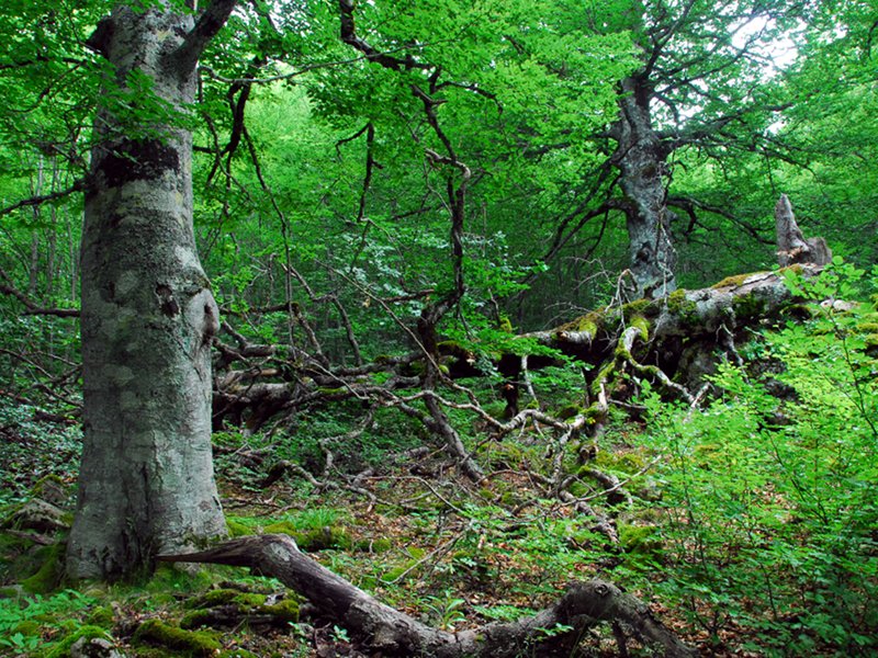 Aschiero ancient woodland