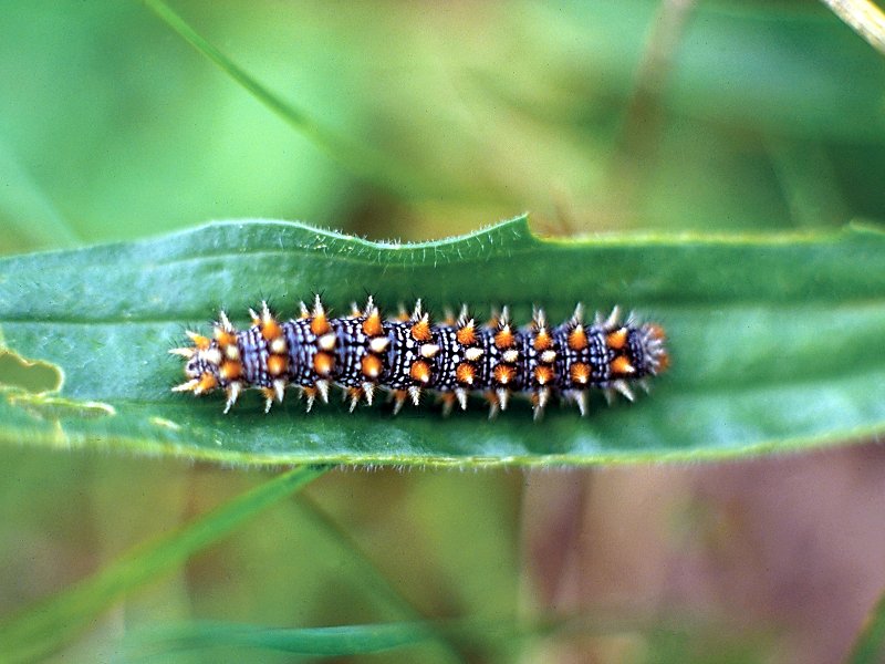 Lepidopteran larva