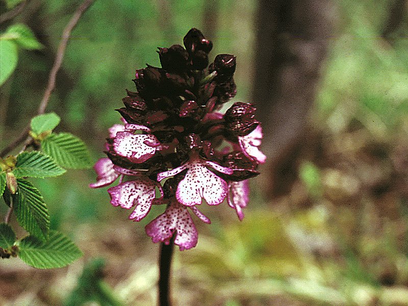 Orchis purpuera
