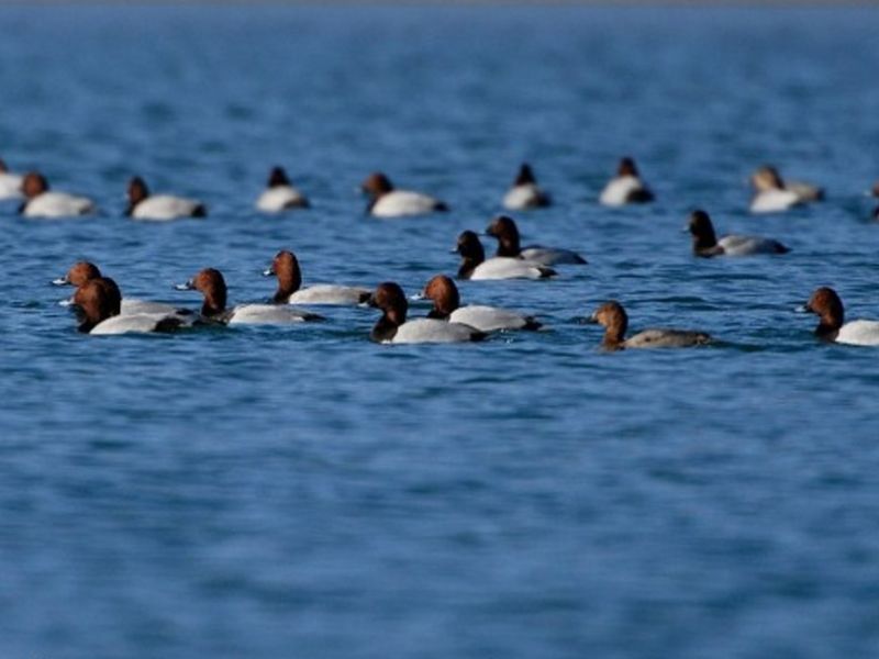 Birds at Campotosto Lake