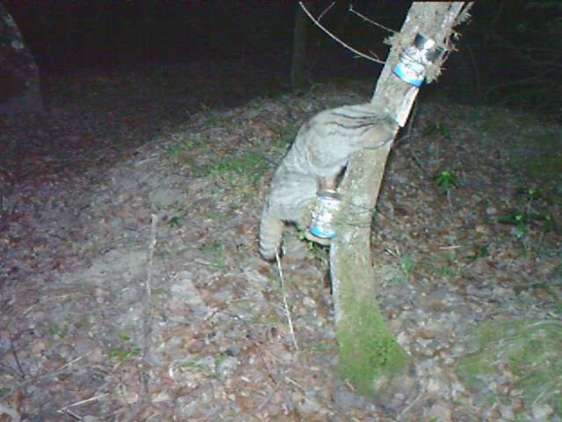 Pine marten (picture from a camera trap)